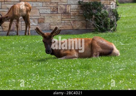 Ein junger Bullenelk mit wachsendem Geweih in samt ruht im Gras und Klee, während ein Baby-Elch im Hintergrund im Mammoth Village in Gelb graziert Stockfoto