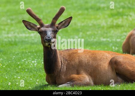 Ein junger Bullenelk mit wachsendem Geweih in samt, das im Gras und Klee im Mammoth Village im Yellowstone National Park, Wyoming, ruht. Stockfoto