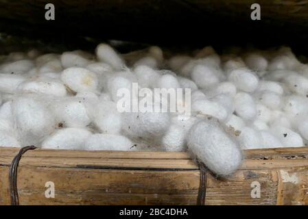 Nahaufnahme der Seidenraupenkokons in einer Seidenproduktionsfabrik, da Lat, Vietnam Stockfoto