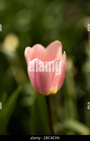 Eine rosafarbene französische Dordogne Single Late Tulpe (Tulipa), die in einem Frühlings-Garten blüht. Stockfoto