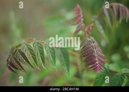 Schönes grünes und rotes Laub eines wachsenden Busches im Frühlingspark, Nahaufnahme, selektiver Fokus. Stockfoto