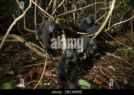 Im Wald von Tangkoko, Nord-Sulawesi, Indonesien, sehen junge Celebes-Schürzenmakaken (Macaca nigra) merkwürdigerweise vor der Kamera aus. Stockfoto