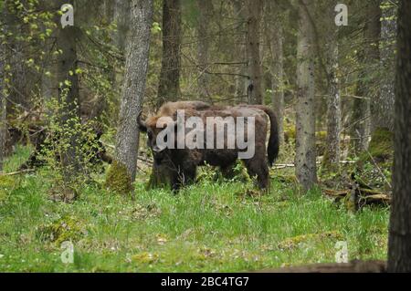 Europäischer Bison weidet in einer Waldlichtung im Bialowieza-Wald-Nationalpark in Polen Stockfoto