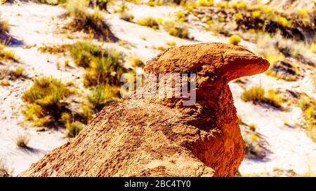 Erosion formte diese Felsformation, um wie ein Vogel auf dem Toadstool Wanderpfad im Grand Staircase-Escalante Monument, USA, zu wirken Stockfoto