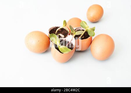 Kleine Sprossen, Samenanlagen in Eierschalen und Eiern. Gemüse wird angebaut, keine Abfälle. Nahaufnahme Stockfoto