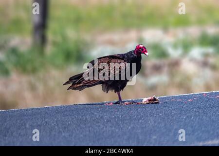 Truthahngeier (Cathartes Aura) mit Mittagessen in der Nähe des Merced National Wildlife Refuge CA. USA Stockfoto