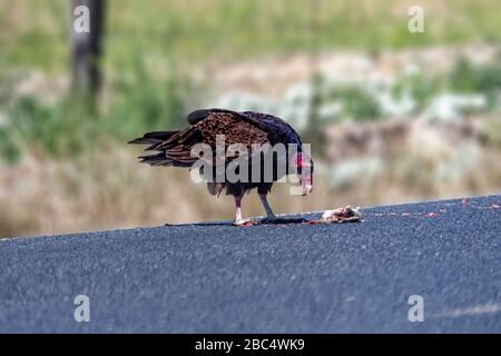 Truthahngeier (Cathartes Aura) mit Mittagessen in der Nähe des Merced National Wildlife Refuge CA. USA Stockfoto