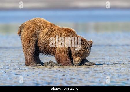 Jungbärenkuppe, die am Strand in Alaska nach Muscheln graben Stockfoto