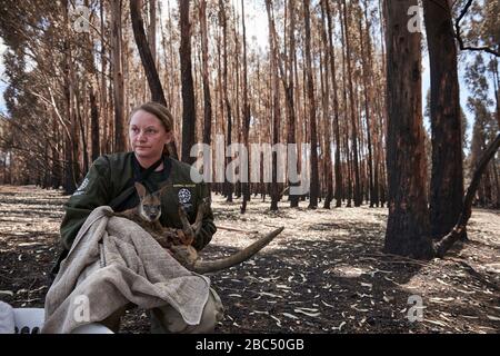 Kelly Donithan von der Humane Society International rettet ein Wallaby, das durch die Buschfeuer tödlich verletzt wird. Stockfoto