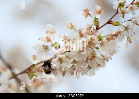 Eine Bumblebee (Bombus), die Pollen aus Kirschblüten auf Pastellgrund erntet. Frühlings-, Tier- und Bestäubungskonzept, bedrohte Arten Stockfoto