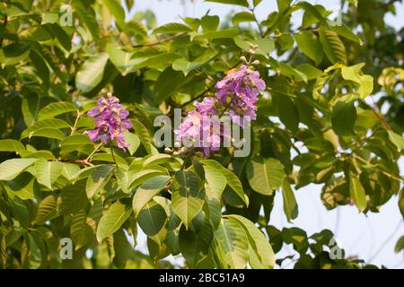 Heilpflanze von Thailand. Stockfoto