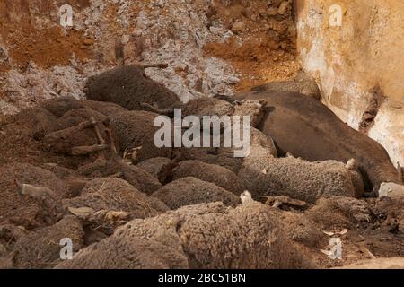 Simon Kelly an einer der vielen Gruben, die er graben musste, um alle seine Schafe zu begraben. Von 9000 Jahren musste er mehr als 5000 seiner Schafe begraben. Stockfoto