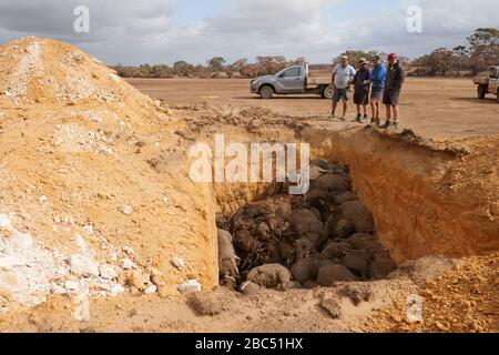 Simon Kelly an einer der vielen Gruben, die er graben musste, um alle seine Schafe zu begraben. Von 9000 Jahren musste er mehr als 5000 seiner Schafe begraben. Stockfoto