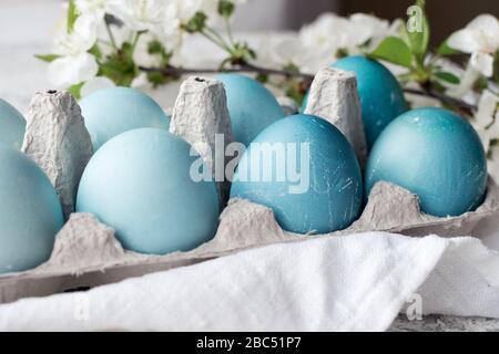 Reihe von Omelbaumblauen Ostereiern mit Frühlingskirschblüte. Osterkomposition auf grauem Betonhintergrund. Natürliche ökologische Färbung mit Lebensmittelfarbstoff Stockfoto