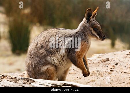 Säugetiere/Pinselschwanz in Halls GAP Zoo, Victoria Australia. Halls GAP Zoo ist der größte regionale Zoo und erstreckt sich über eine Fläche von 53 Hektar Stockfoto