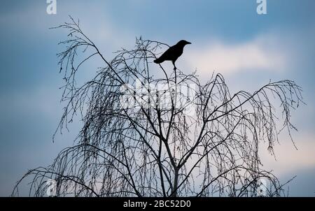 München, Deutschland. April 2020. Eine Krähe sitzt in den frühen Morgenstunden auf einem dünnen Zweig eines Baumes. Kredit: Peter Kneffel / dpa / Alamy Live News Stockfoto