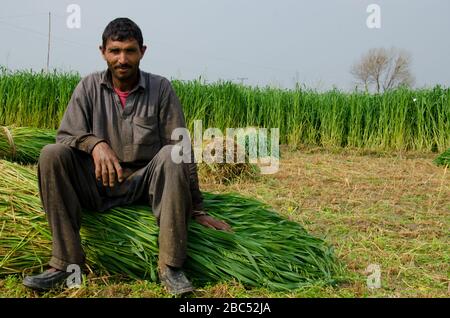 Karam DIN, sitzt auf einem Stapel Seide, die er gerade auf offenen Feldern im Distrikt Kasur der Provinz Punjab in Pakistan geschnitten hat. Stockfoto