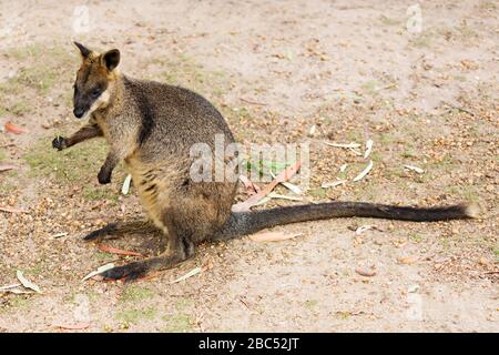 Säugetiere/Pinselschwanz in Halls GAP Zoo, Victoria Australia. Halls GAP Zoo ist der größte regionale Zoo und erstreckt sich über eine Fläche von 53 Hektar Stockfoto