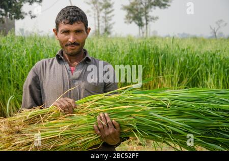 Karam DIN, mit einem Stapel Seide, die er gerade auf offenen Feldern im Distrikt Kasur der Provinz Punjab in Pakistan geschnitten hat. Stockfoto