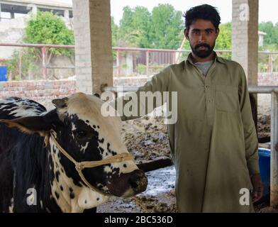 Muhammad Ijaz, Hausmeister der Tiere, steht mit einer Kuh auf der Kasuri Agri Farm in Kasur, Pakistan. Stockfoto