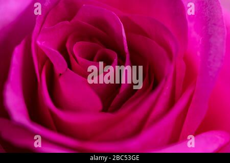 Einzelne rosafarbene Rosenblüte aus nächster Nähe Stockfoto