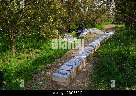 Guava Orchard Arbeiter Zeeshan Sortier- und Verpackungsguavas in Sharaqpur Ablenkung der Provinz Punjab, Pakistan. Stockfoto