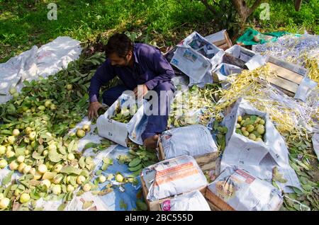 Guava Orchard Arbeiter Zeeshan Sortier- und Verpackungsguavas in Sharaqpur Ablenkung der Provinz Punjab, Pakistan. Stockfoto