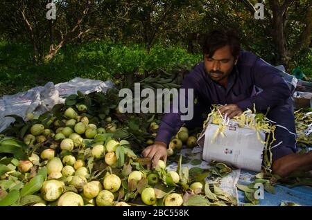 Guava Orchard Arbeiter Zeeshan Sortier- und Verpackungsguavas in Sharaqpur Ablenkung der Provinz Punjab, Pakistan. Stockfoto