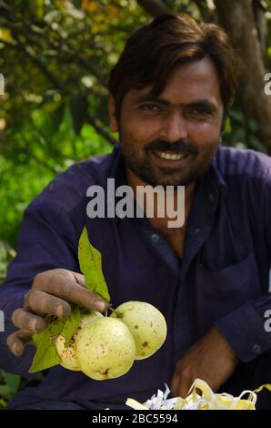 Guava Orchard Arbeiter Zeeshan Sortier- und Verpackungsguavas in Sharaqpur Ablenkung der Provinz Punjab, Pakistan. Stockfoto