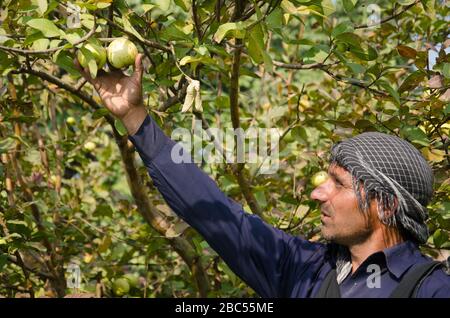 Wasim wählt Guava von einem Baum, um danach im Distrikt Sharaqpur der Provinz Punjab in Pakistan sortiert und verpackt zu werden. Stockfoto