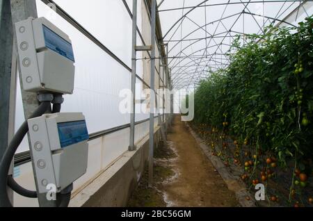 Das High-Tech-Gewächshaus der MA Agri Farms in Faisalabad erstreckt sich über 25 Hektar und verfügt über mechanisiertes Sonneneinklemmsystem, Dachabzugsklappen und Beschlagssystem. Die Farm wächst Stockfoto