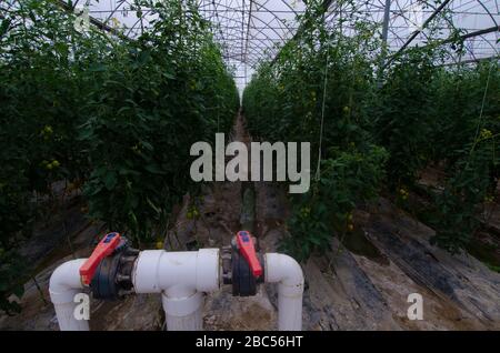 Das High-Tech-Gewächshaus der MA Agri Farms in Faisalabad erstreckt sich über 25 Hektar und verfügt über mechanisiertes Sonneneinklemmsystem, Dachabzugsklappen und Beschlagssystem. Die Farm wächst Stockfoto