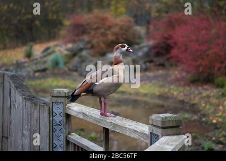 Egyptian Goose Bird at Wetland Center, Queen Elizabeth's Walk, Barnes, Richmond, London, SW13 9WT Stockfoto