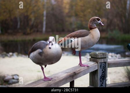 Egyptian Goose Bird on Fence at Wetland Center, Queen Elizabeth's Walk, Barnes, Richmond, London, SW13 9WT Stockfoto