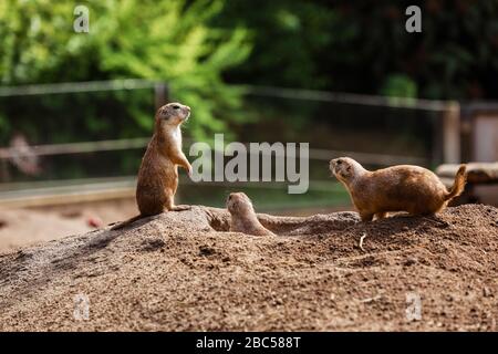 Lustige gopher-eichhörnchen im Zoo. Hamster in der Natur. Nahaufnahme der Schnauze flauschiger gopher. Selektiver Fokus. Stockfoto