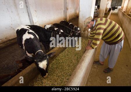 Der Viehhänder Irfan Khan neigt zu Tieren in einer kleinen Milchfarm im Distrikt Mardan in der Provinz KPK in Pakistan. Stockfoto