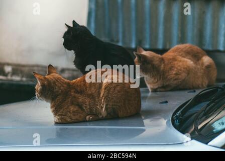 2 rote und eine schwarze neugierige obdachlose Katzen sitzen auf Die Haube eines Autos auf der Straße Stockfoto