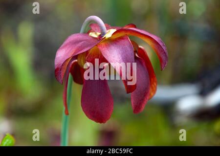 Sydney Australien, Crimson sarracenia purpurea oder Seitensattelblume im Garten mit verschwommenem Hintergrund Stockfoto