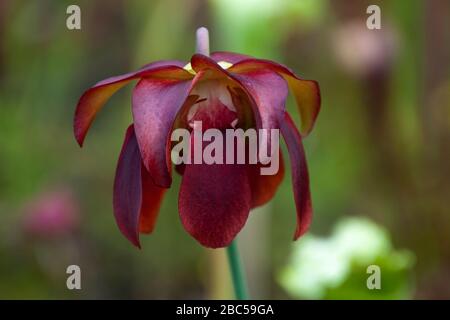 Sydney Australien, Crimson sarracenia purpurea oder Seitensattelblume im Garten mit verschwommenem Hintergrund Stockfoto