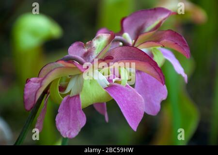 Sydney Australien, eine Mäuve Blume einer Fallstricke Stockfoto