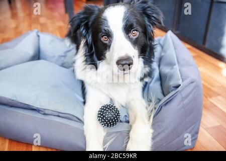 Bleiben Sie zu Hause. Lustige Portrait von glitzeligen Hunderandkollie, die im Hundebett im Innenbereich liegt. Neues nettes Mitglied des kleinen Familienhundes zu Hause, das anschaut und wartet. Tierpflege und Tierleben Quarantänekonzept Stockfoto