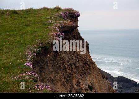 Klumpen von Pink Sea Thrift Flowers (Armeria maritima) auf dem Clifftop in der Nähe von Steeple Point am South West Coast Path, North Cornwall, England, Großbritannien. Stockfoto