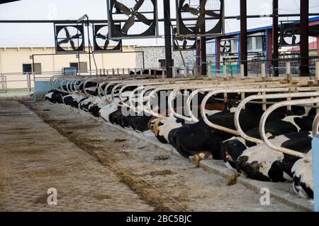 Ein Milchviehbetrieb in Nowshra, KPK Provinz in Pakistan, der moderne Technologien wie Solarenergie, Tierkennzeichnung, Abgassysteme verwendet. Stockfoto