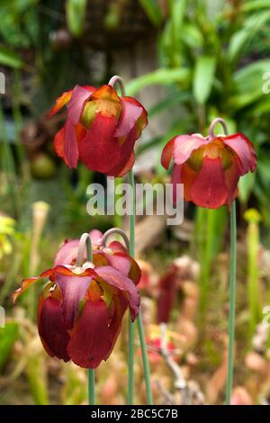 Sydney Australien, rot blühende sarracenia purpurea im Garten Stockfoto