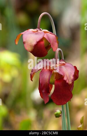 Sydney Australien, rot blühende sarracenia Purpurea Pflanze im Garten Stockfoto