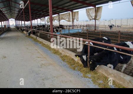 Ein Milchviehbetrieb in Nowshra, KPK Provinz in Pakistan, der moderne Technologien wie Solarenergie, Tierkennzeichnung, Abgassysteme verwendet. Stockfoto