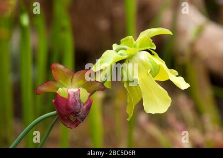 Sydney Australien, gelbe und rote Blumenköpfe einer Sarracenia- oder Pitcher-Pflanze bei Sonnenschein Stockfoto