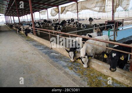 Ein Milchviehbetrieb in Nowshra, KPK Provinz in Pakistan, der moderne Technologien wie Solarenergie, Tierkennzeichnung, Abgassysteme verwendet. Stockfoto