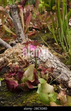 Sydney Australien, Blick auf die rosafarbene Blume einer Sarracenia Purpurea Anlage im Garten Stockfoto