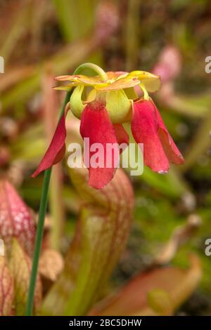 Sydney Australien, rote Blume einer Fallstricke bei Sonnenschein Stockfoto